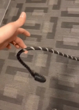 Funny Pets (14 gifs)