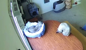 Funny Pets (14 gifs)