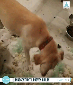 Funny Pets (14 gifs)