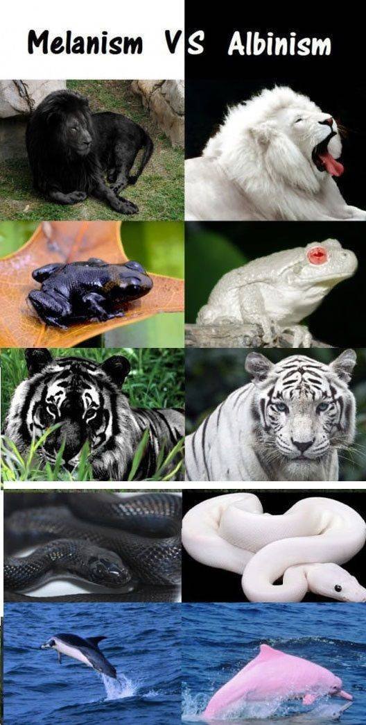 Acid Picdump. Part 1 (95 pics)