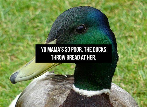 Mama Jokes (19 pics)