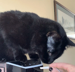 Acid Gifdump, July 9 (25 gifs)