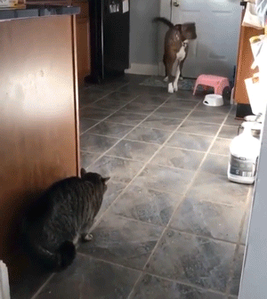 Acid Gifdump, July 9 (25 gifs)