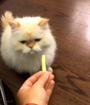 Acid Gifdump, July 9 (25 gifs)