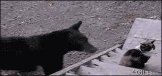 Acid Gifdump, July 10 (25 gifs)