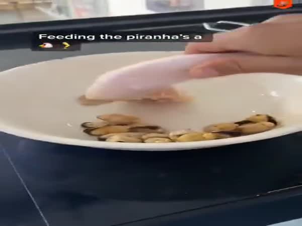 Feeding The Piranhas
