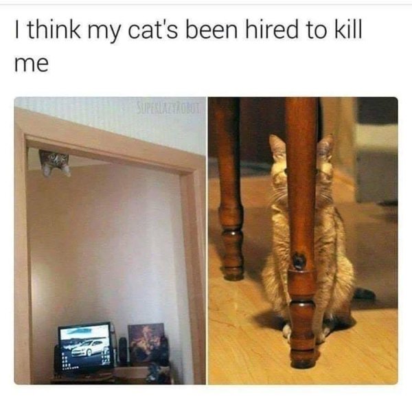 Hilarious Cats (32 pics)