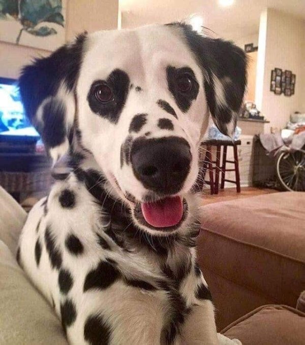 Wholesome Stories (29 pics)