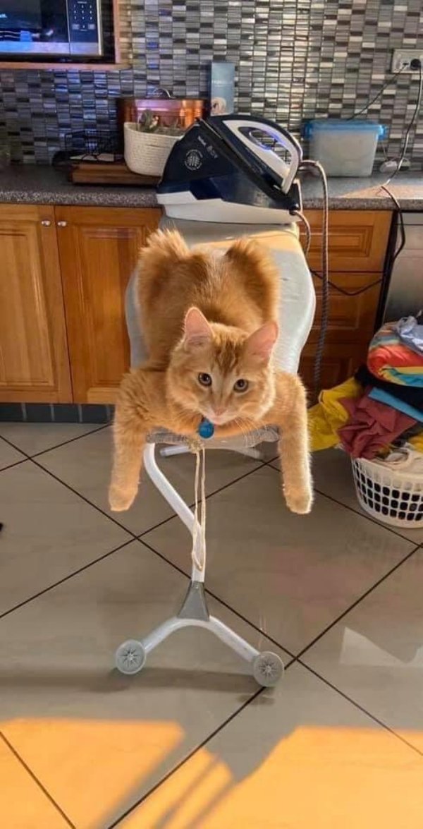 Hilarious Cats (32 pics)