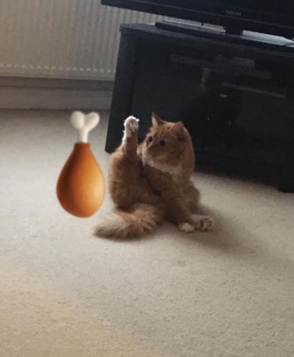 Hilarious Cats (32 pics)