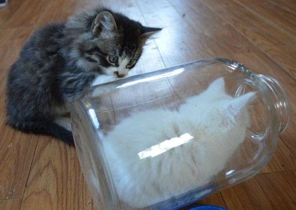 Hilarious Cats (32 pics)