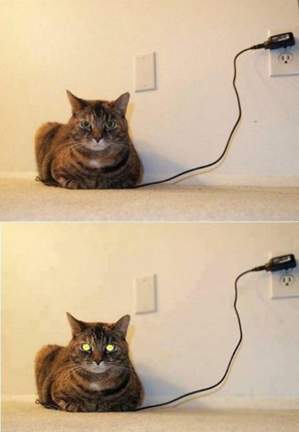 Hilarious Cats (32 pics)