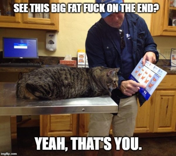 Hilarious Cats (32 pics)