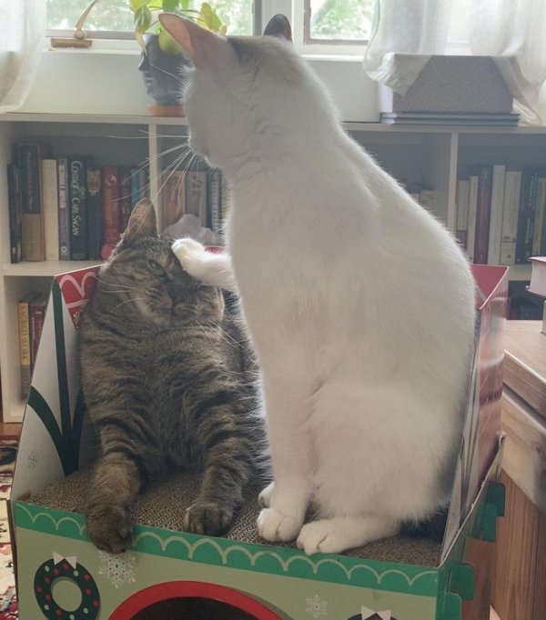 Hilarious Cats (32 pics)