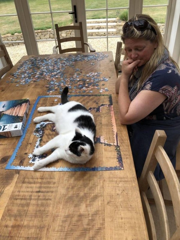 Hilarious Cats (32 pics)
