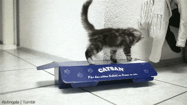 Hilarious Cats (32 pics)