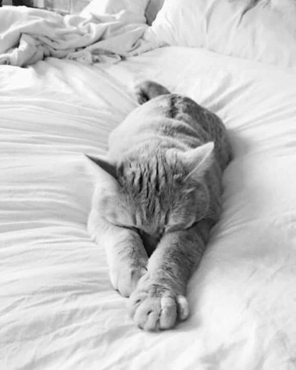 Hilarious Cats (32 pics)