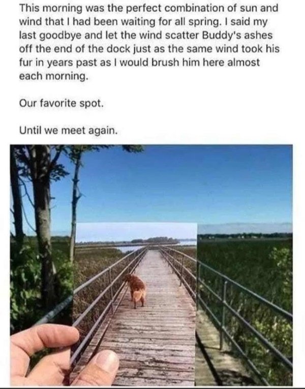 Wholesome Stories (29 pics)