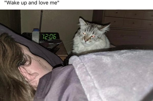 Hilarious Cats (32 pics)