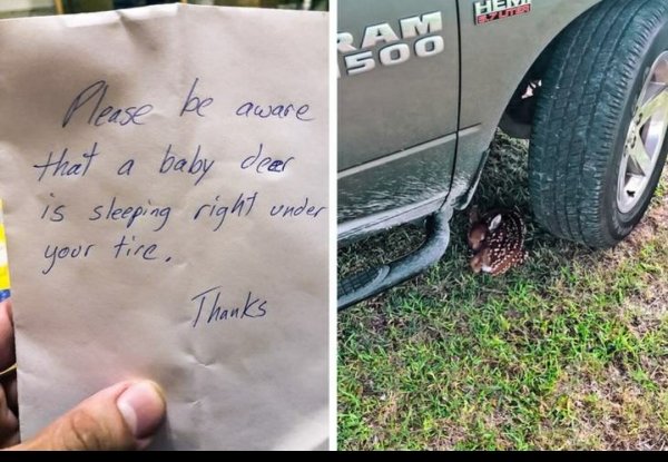 Wholesome Stories (29 pics)