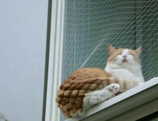 Hilarious Cats (32 pics)