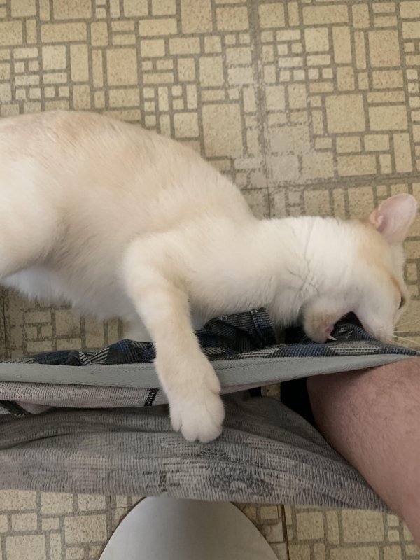 Hilarious Cats (32 pics)
