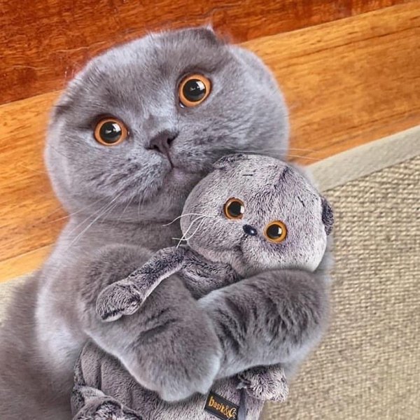 Hilarious Cats (32 pics)