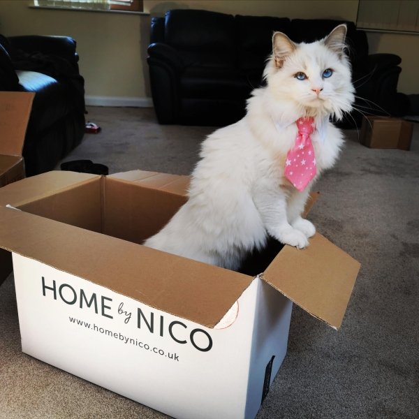 Hilarious Cats (32 pics)