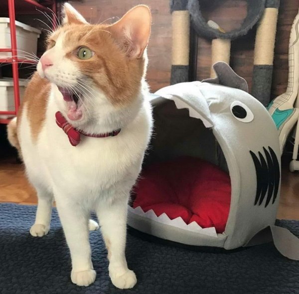 Hilarious Cats (32 pics)
