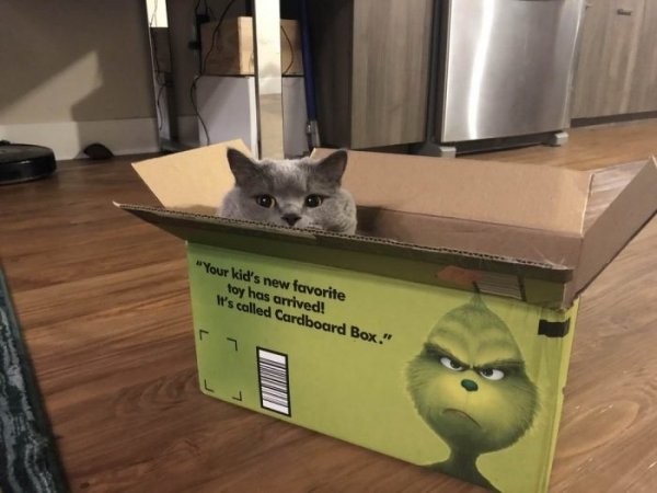 Hilarious Cats (32 pics)