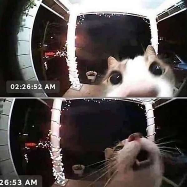 Wholesome Stories (29 pics)