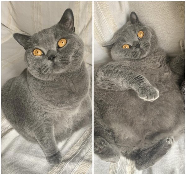 Hilarious Cats (32 pics)