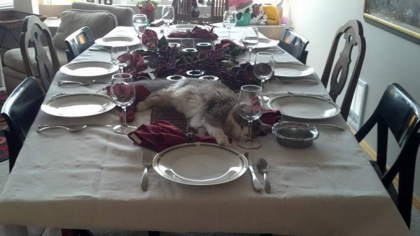 Hilarious Cats (32 pics)