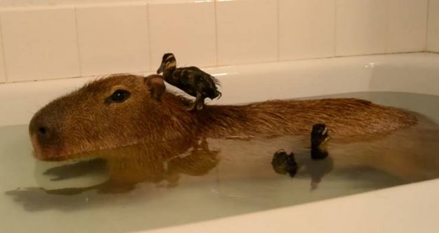 Acid Picdump. Part 1 (95 pics)