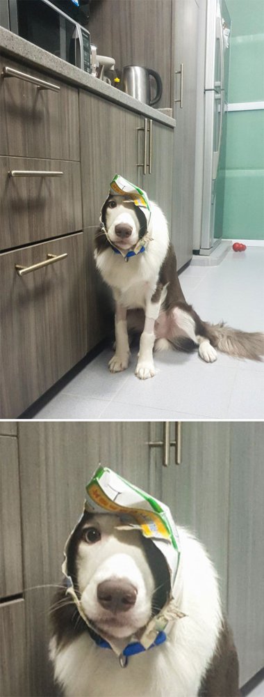 Hilarious Animals (38 pics)