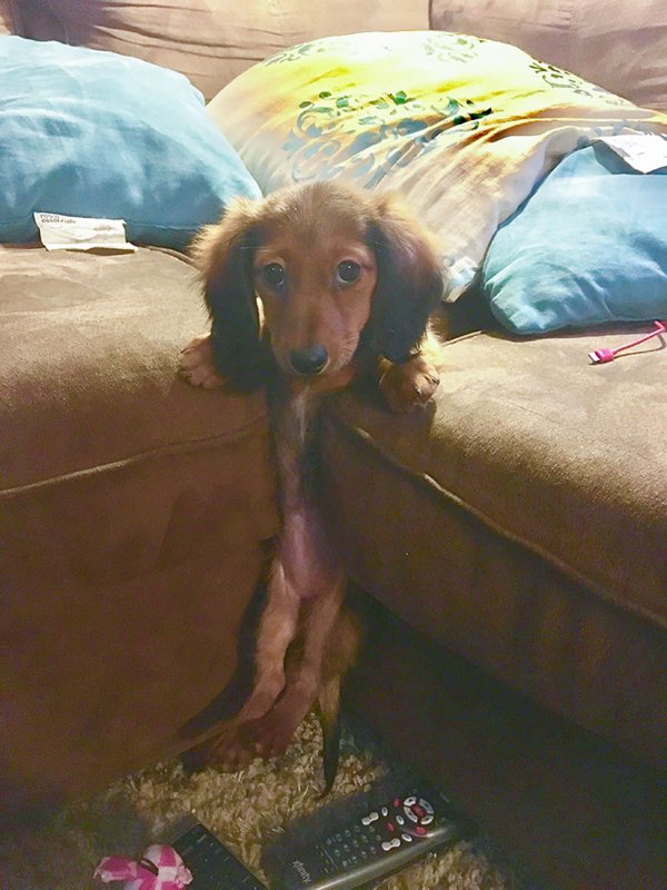 Hilarious Animals (38 pics)