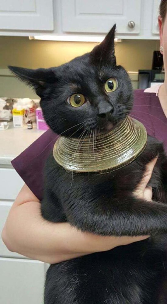 Hilarious Animals (38 pics)
