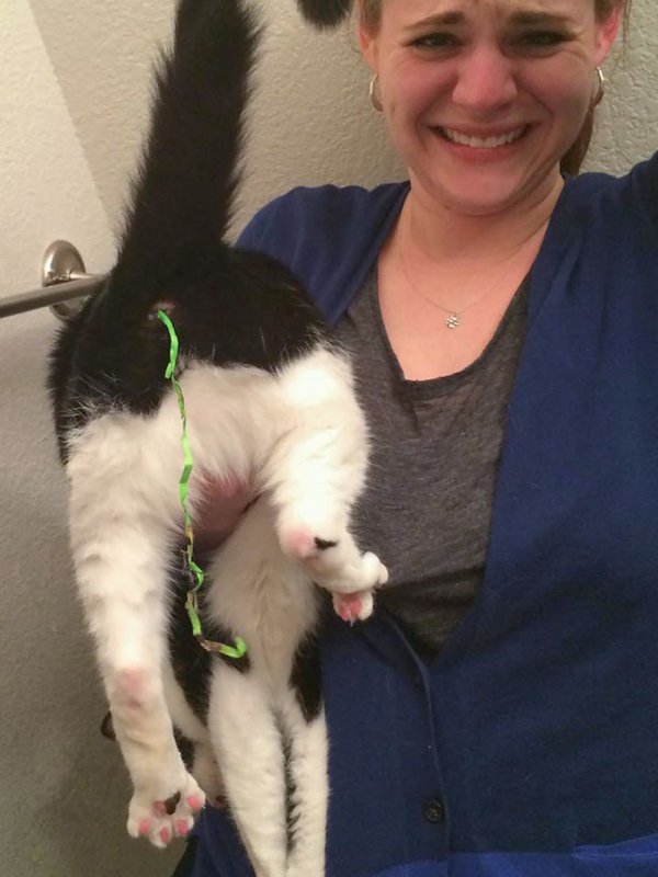 Hilarious Animals (38 pics)