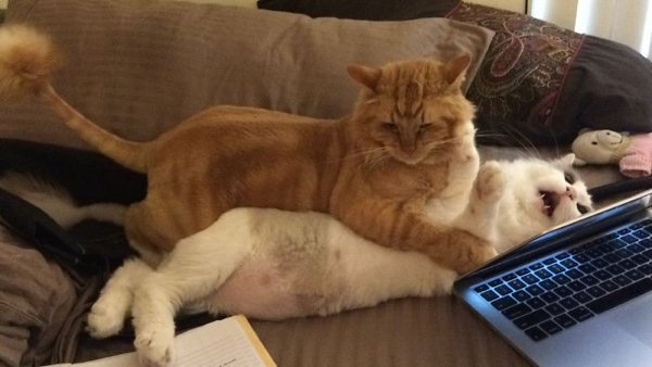 Hilarious Animals (38 pics)