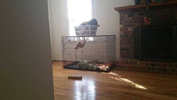 Hilarious Animals (38 pics)
