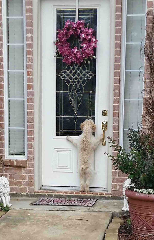 Hilarious Animals (38 pics)