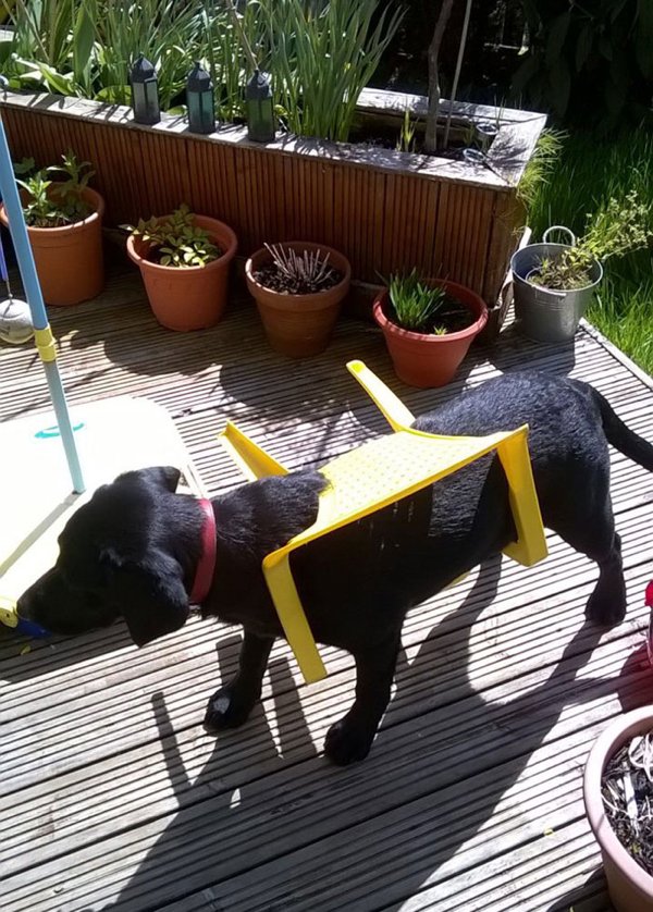 Hilarious Animals (38 pics)