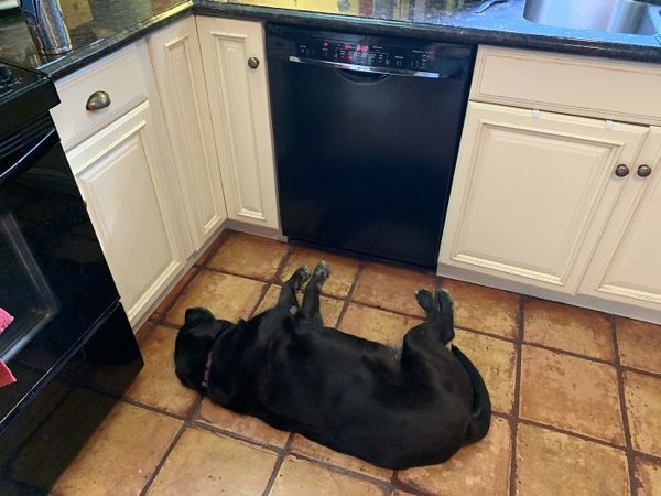 Hilarious Animals (38 pics)