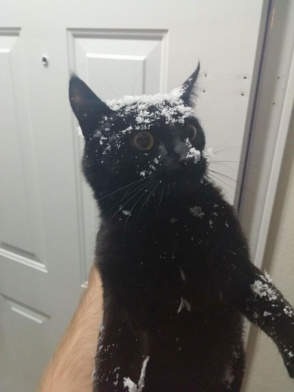 Hilarious Animals (38 pics)