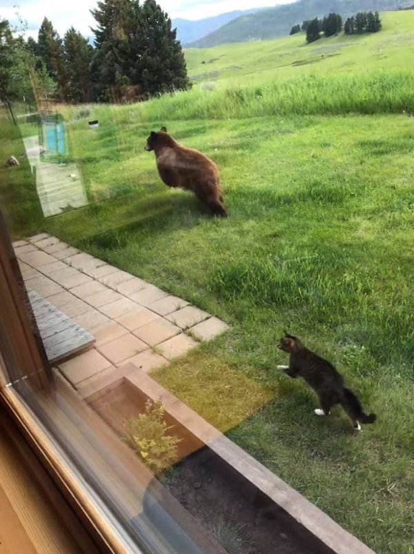 Hilarious Animals (38 pics)