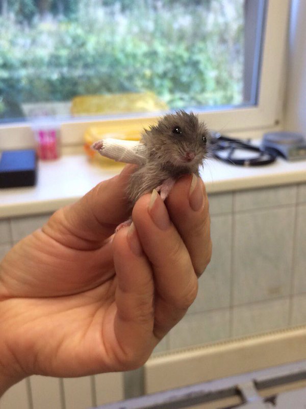 Hilarious Animals (38 pics)