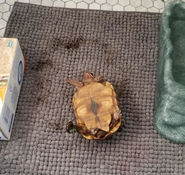 Hilarious Animals (38 pics)