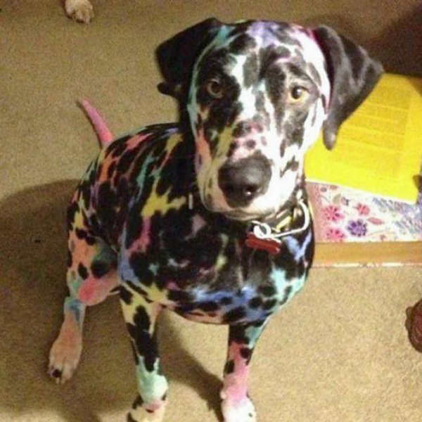 Hilarious Animals (38 pics)