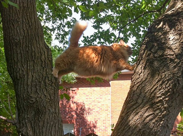Hilarious Animals (38 pics)