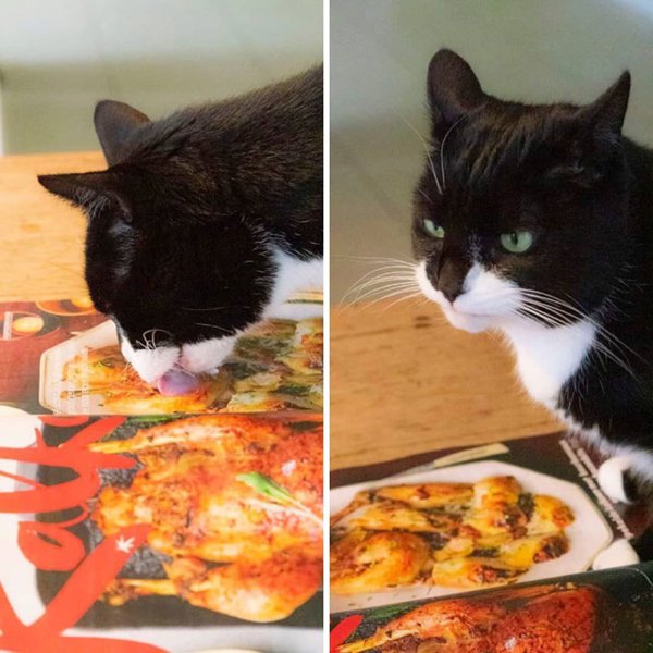 Hilarious Animals (38 pics)